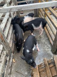 -小蜜蜂农场(凯德七宝购物广场店)