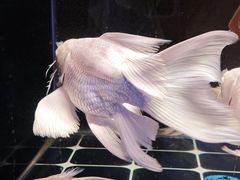 -哈尔滨道外花鸟鱼市场