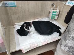 -北京观赏动物医院·24小时大型综合·猫专科·异宠专科