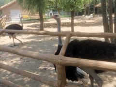 -大连森林动物园