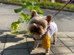 -上海长兴岛郊野公园