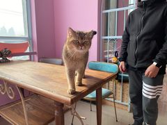 -70cat德文卷毛猫·缅因猫纯种猫舍