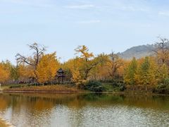 -千年银杏谷文化旅游区