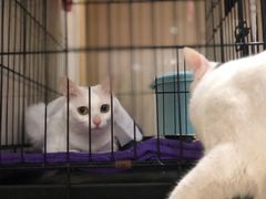 -瑞鹏宠物医院·骨科·猫科·内科(第一中心)