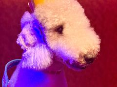 -醉小酒馆·川菜·江湖菜·重庆菜(观音桥旗舰店)