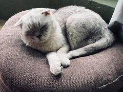 -猫猫幼稚园·撸猫·桌游·电玩