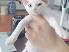 -喵百万·布偶·蓝金金渐层英短·猫舍(百子湾店)