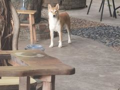 -柴犬高等学院·狗咖·柴犬售卖·宠物训练