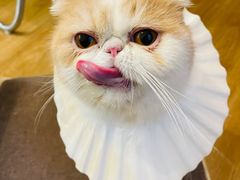 -滚猫咖啡·猫咖·猫友好撸猫(未来城店)