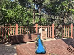 -燕塞湖鸟语林景区