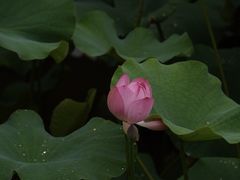 -龙头寺公园