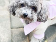 -派多格宠物·购宠(靛厂路店)