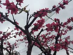 -连平县上坪镇鹰嘴水蜜桃基地
