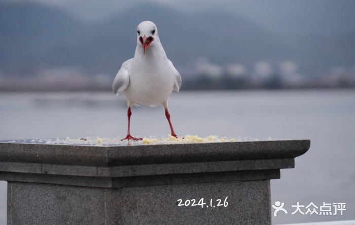 海埂大坝图片