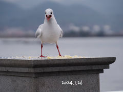 -海埂大坝