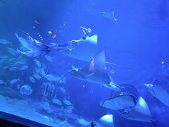 -烟台海昌鲸鲨海洋公园
