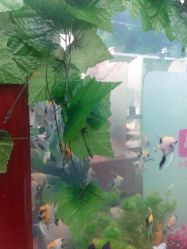 鱼可以煮来吃吃-小左美发