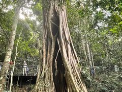 -中国科学院西双版纳热带植物园