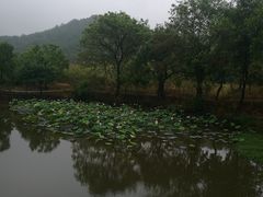 -黄陂区野村谷景区
