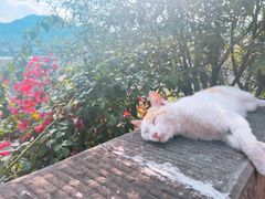 -磁器口古镇