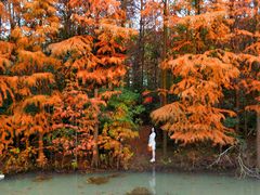 -上海海湾国家森林公园