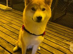 -首尔大排档