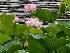 -荔湾湖公园