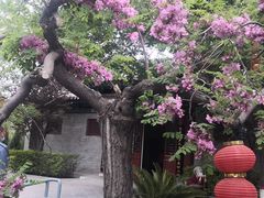 -大槐树寻根祭祖园