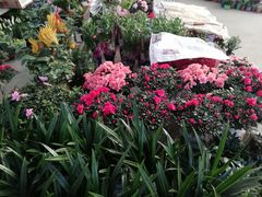 -江阴花鸟市场