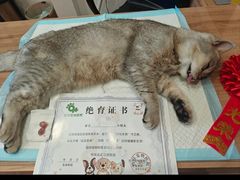 -玖佳宠物医院·泌尿·骨科·中老年病