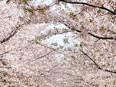 -高东镇樱花园