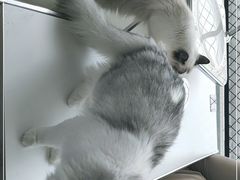 -怪兽屋·羊驼·猫咖·狗咖(俊华广场店)