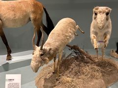 -国家自然博物馆