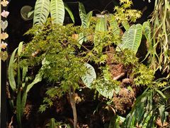 -自由生长植物工作室(深港花卉中心店)