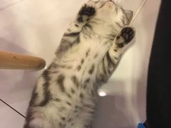 -三花喵·撸猫购宠·宠物生活馆(虹桥南丰城店)