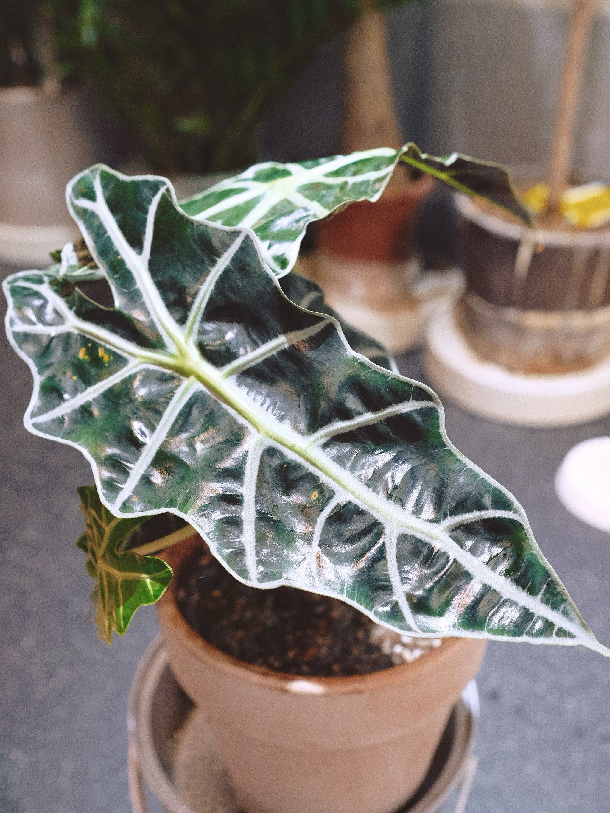 给宝子们推荐一个喜阴又好养的观叶植物