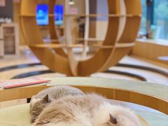 -CAT’S MEWSTAR CAFE·喵星球猫屋(晴湾咖啡店)