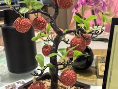 -椿记烧鹅(叠彩店)