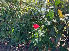 -昆山城市生态森林公园