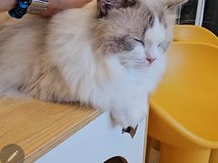 -有喵·猫咖·狗咖·30几只猫10只小狗(岗厦店)