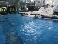 -帝企鹅自助餐厅•儿童岛•真企鹅(长隆企鹅酒店)