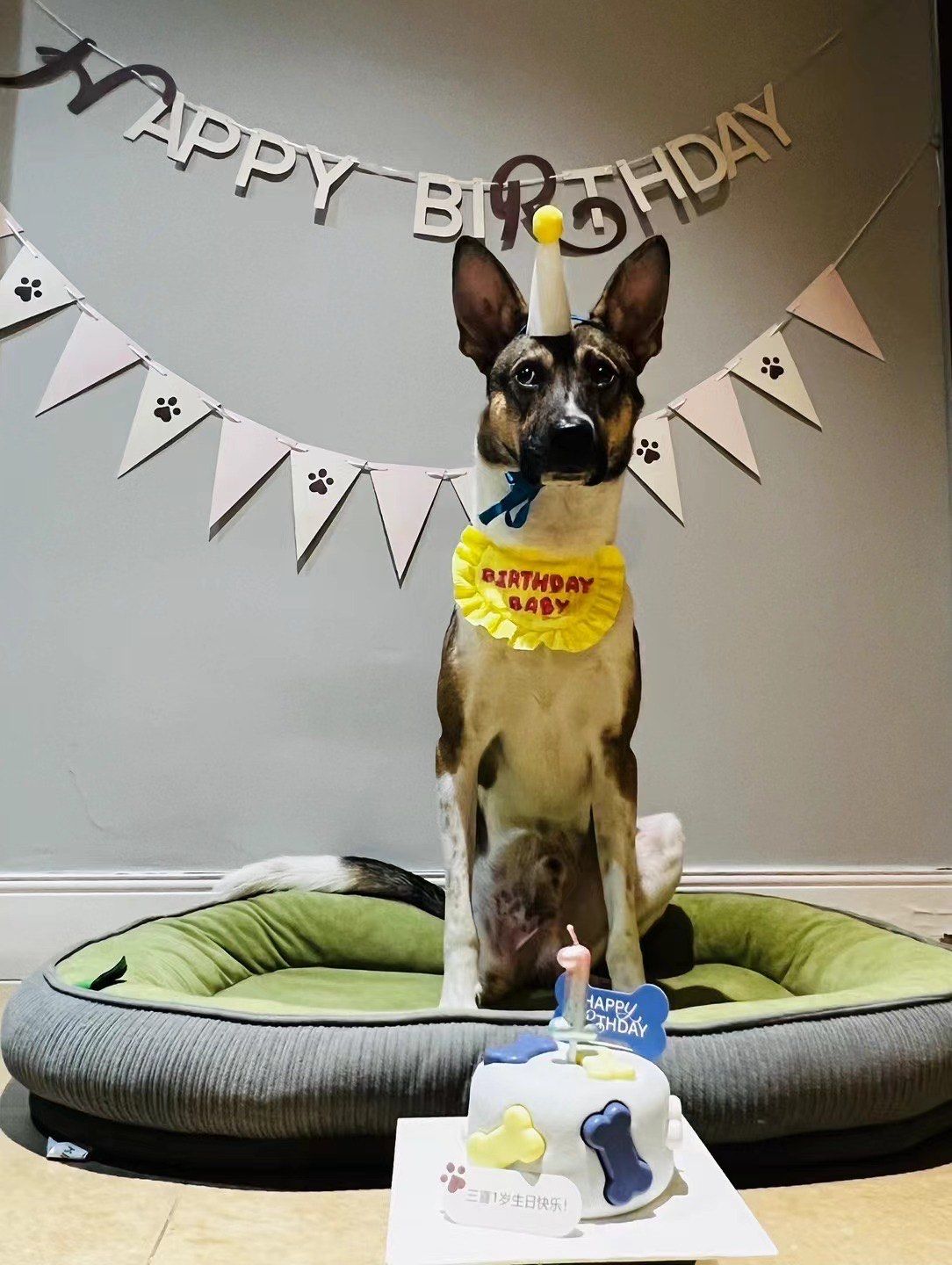 生日趴的狗狗 happy birthday!