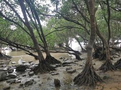 -宝安西湾红树林湿地公园