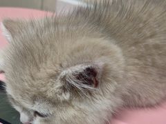 -安安宠医宠物医院·异宠·犬猫内科(岳阳分院)