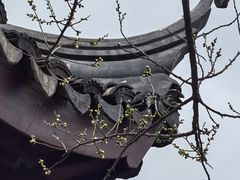 -香雪海
