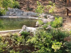 -石家庄市动物园