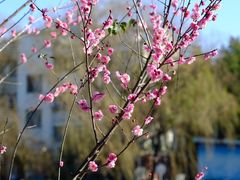 -月栖华明-云间草堂清茶馆(泗泾古镇店)