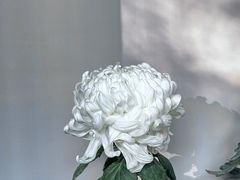 -杭州植物园