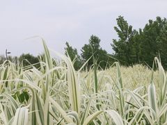 -洨河生态公园