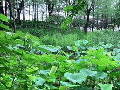 -陈家山荷花公园